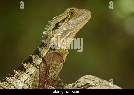 Portrait of an Australian Water Dragon (Lizard) Stock Photo