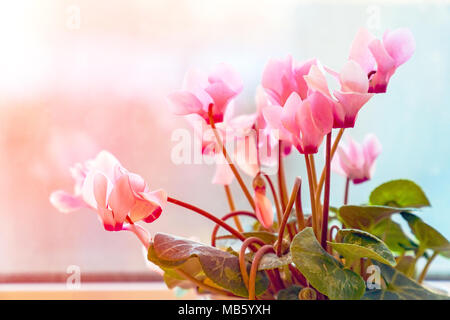The flowers are pink cyclamen in the sunlight. Cyclamen purpurascens Stock Photo