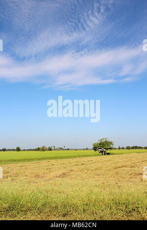 Little hut in the rice field with blue sky background Stock Photo