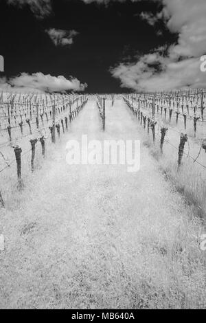 Vineyard with vines in spring in vertical format as black and white infrared Stock Photo