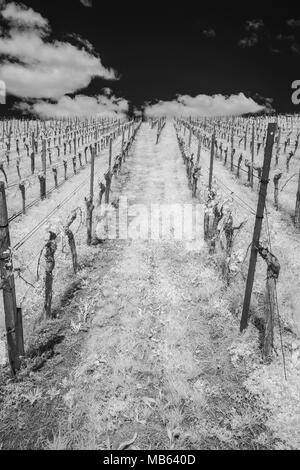Vineyard with vines in vertical format and black and white infrared effect Stock Photo