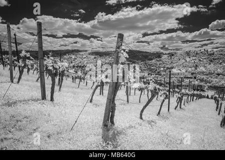 Fairytale black and white infrared landscape of a vineyard in spring Stock Photo