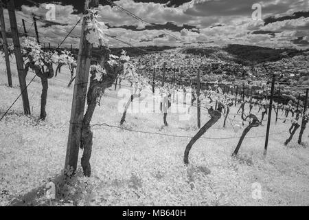 Vines in a vineyard with leaves in black and white infrared Stock Photo