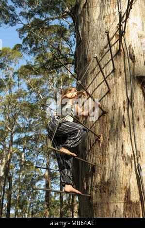 Teenager climbing the 53 metre tall Gloucester Tree, Pemberton, Western Australia Stock Photo