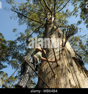 Teenager climbing the 53 metre tall Gloucester Tree, Pemberton, Western Australia Stock Photo