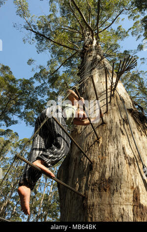 Teenager climbing the 53 metre tall Gloucester Tree, Pemberton, Western Australia Stock Photo