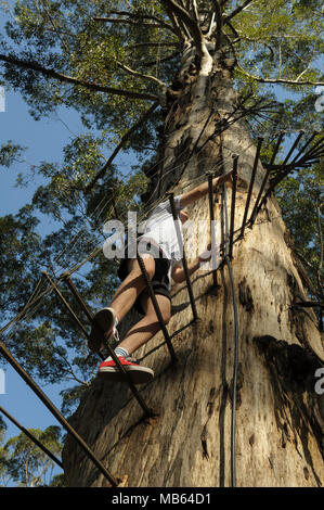 Teenager climbing the 53 metre tall Gloucester Tree, Pemberton, Western Australia Stock Photo