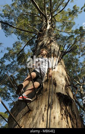 Teenager climbing the 53 metre tall Gloucester Tree, Pemberton, Western Australia Stock Photo