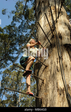Woman climbing the 53 metre tall Gloucester Tree, Pemberton, Western Australia Stock Photo