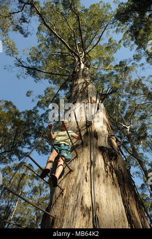 Woman climbing the 53 metre tall Gloucester Tree, Pemberton, Western Australia Stock Photo