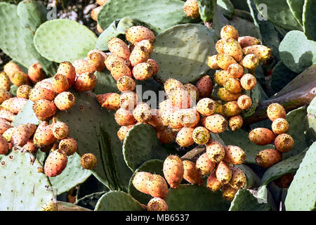 paddle cactus in Kos island in Greece Stock Photo - Alamy