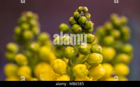 Mahonia, Berberidaceae Oregon Grape, possibly x Wagneri, Undulata, close up showing fragrant yellow flowers, Spring time in Shepperton, England U.K. Stock Photo