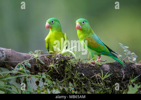 Orange-chinned Parakeet - Brotogeris jugularis, beatiful colorful parrot from Central America forest Costa Rica. Stock Photo