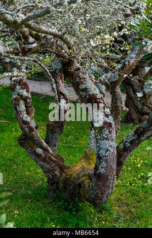 Tree with twisted brunches in a green field Stock Photo