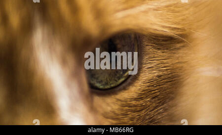 Close up Portrait of Domestic Ginger and White Cat Highlighting Whiskers and Eyes Stock Photo