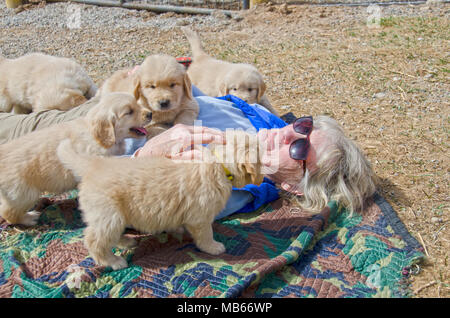 Five Golden Retriever puppies crawl all over a female senior citizen as she lays on the ground to play with them. Stock Photo