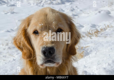 A Golden Retriever looks directly at the photographer after he has played in the snow, with some of the white stuff still on his nose. Stock Photo