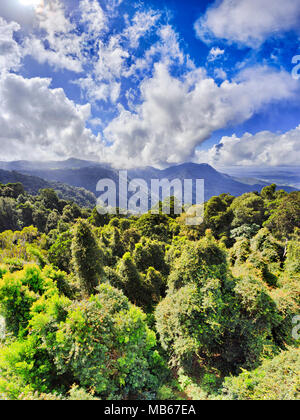 Dorrigo national park with ancient gondwana rainforest from main tourist lookout on a sunny day over canopy of evergreen gum-trees under blue sky. Stock Photo