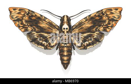 Hand Drawn Deaths Head Hawkmoth. Vector illustration. Stock Vector