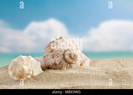 Sea shells are on a background of beautiful sea landscape. Stock Photo