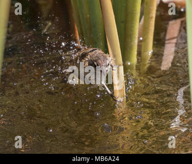 An Australian Reed-Warbler (Acrocephalus australis) bathing beside a reed bed at Lake Joondalup, Perth, Western Australia Stock Photo