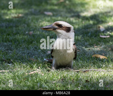 A Laughing Kookaburra (Dacelo novaeguineae) in Neil Hawkins Park, Lake Joondalup, Perth, Western Australia Stock Photo
