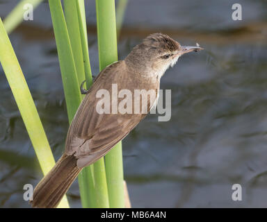 An Australian Reed-Warbler (Acrocephalus australis) with food for young in a reed bed beside Lake Joondalup, Perth, Western Australia Stock Photo