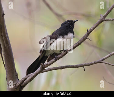 A Willie Wagtail (Rhipidura leucophrys) beside Lake Monger, Perth, Western Australia Stock Photo