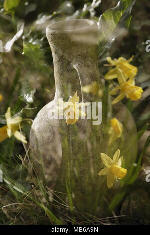 pottery with daffodils in double exposure Stock Photo