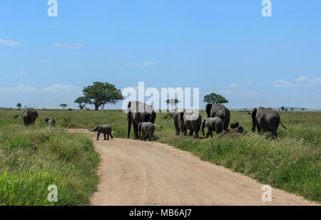 A herd of African elephants crossing the dirt road in the Serengeti Stock Photo