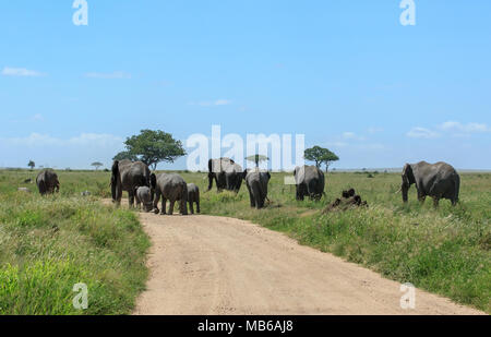 A herd of African elephants crossing the dirt road in the Serengeti Stock Photo