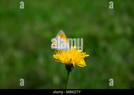 Large Copper Butterfly Stock Photo