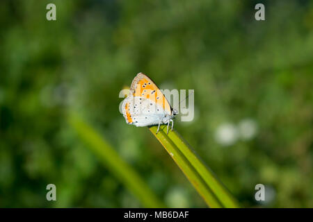 Large Copper Butterfly Stock Photo