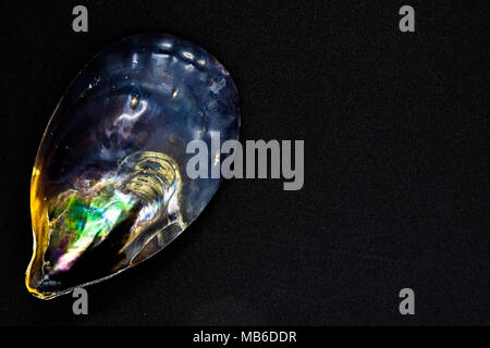 Various colors black seashell on black and shiny background surface with free space. Colors variations of seashell reminds space and universe Stock Photo