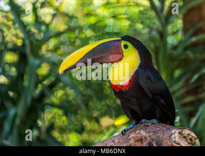 In Costa Rica, a close up of a yellow throated toucan sitting peacefully on a branch and watching the world go by. Stock Photo