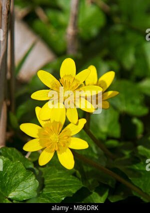 Yellow flowers and heart-shaped leaves of Lesser Celandine Stock Photo