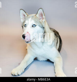 Husky Dog in a studio with a grey background Stock Photo