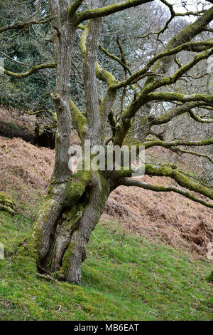 Pollarded Sessile Oak Tree - Quercus petraea Hodder's Combe, Quantock Hills, Somerset Stock Photo