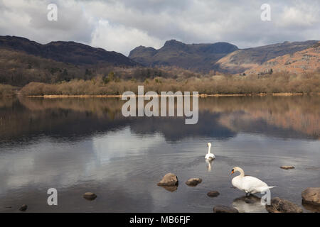 Swans on Elter Water lake and the Langdale Pikes, Lake District, UK Stock Photo