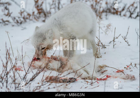 Cannibalism. Arctic Fox eating another Arctic Fox. Stock Photo