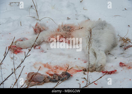 Cannibalism. Arctic Fox eating another Arctic Fox. Stock Photo