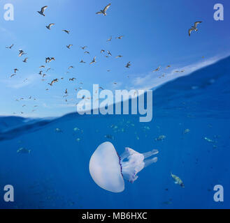 Mediterranean gulls flying in the sky and fishes with a barrel jellyfish underwater sea, split view above and below water surface, Spain, Costa Brava Stock Photo