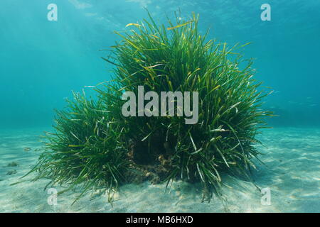 Mediterranean sea fish with seagrass underwater - WildAid