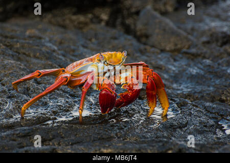 A sally lightfoot crab from the Galapagos islands, these charismatic crabs are a constant presence on the rocky coastline of the Galapagos islands. Stock Photo