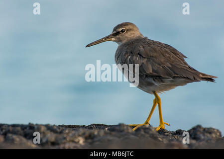 A wandering tattler (Tringa incana) strolling along a beach in the Galapagos, these birds have a wide geographic distribution. Stock Photo