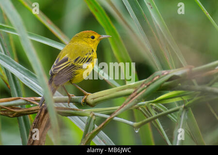 Galapagos yellow warbler (Setophaga petechia aureola) a subspecies that is endemic to the Galapagos islands. Stock Photo