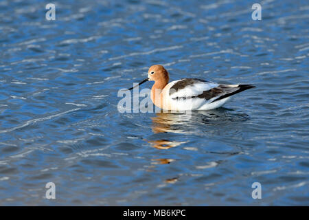 Birds of San Francisco South Bay Stock Photo