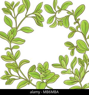 marjoram branch vector frame on white background Stock Vector
