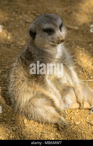 a fat Meerkat sitting in the shade relaxing like a person Stock Photo