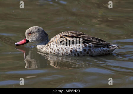 Cape Teal (anas capensis), UK Stock Photo